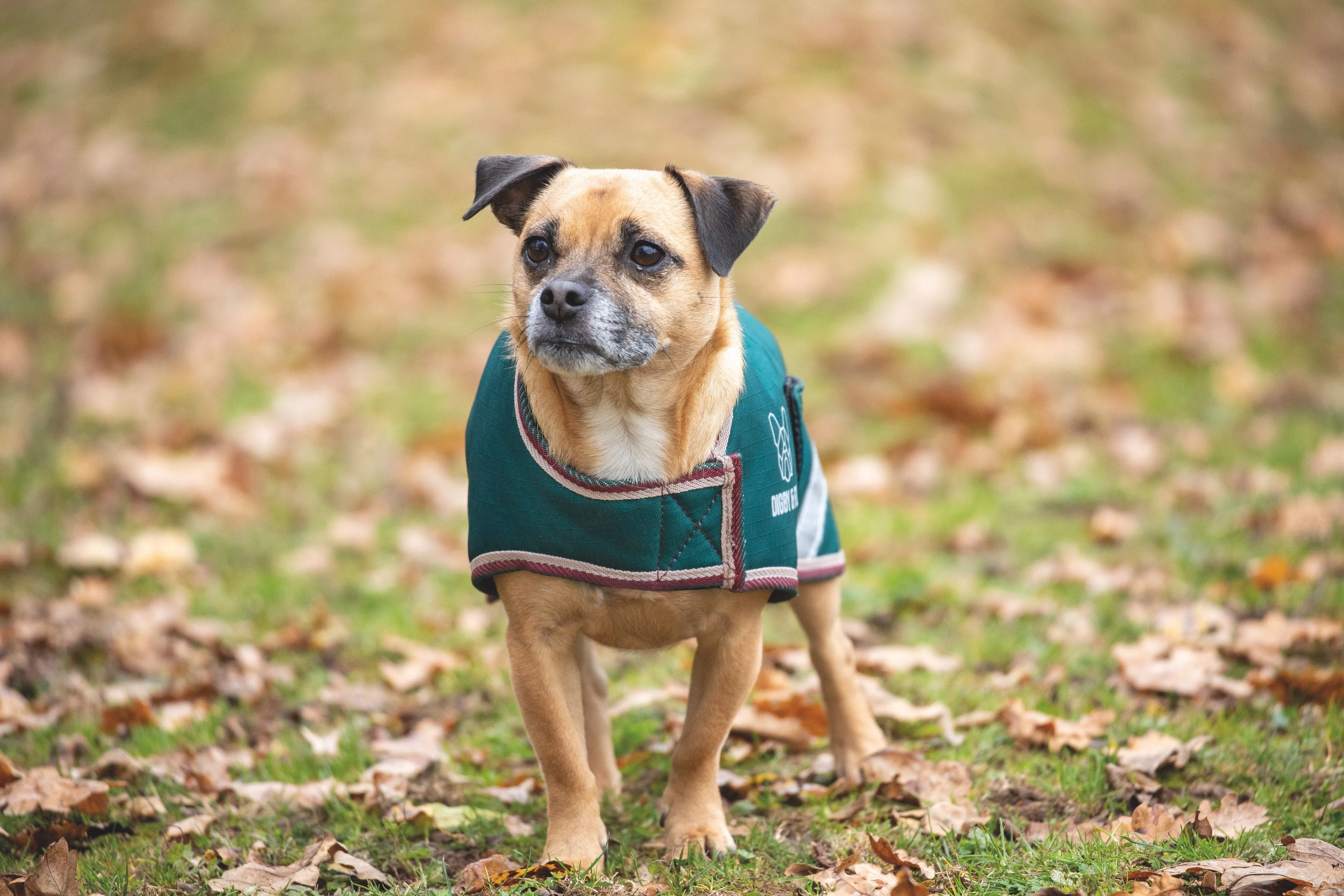 Digby & Fox Waterproof Dog Coat